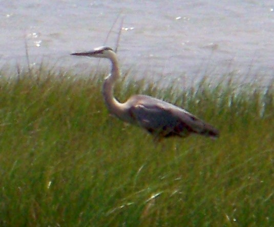 Great Blue Heron (Ardea herodias)